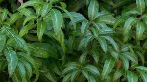 images 1