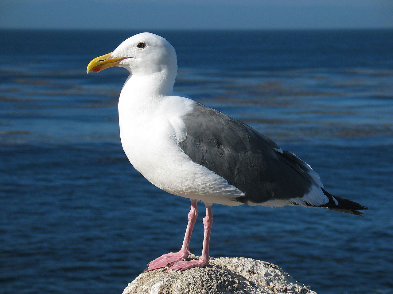 Can I kill a seagull in the UK and get away with it? 1 1280px Gull ca usa