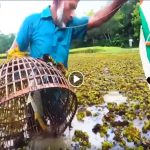 fish catching