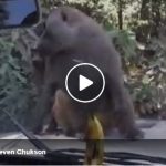 monkey banana